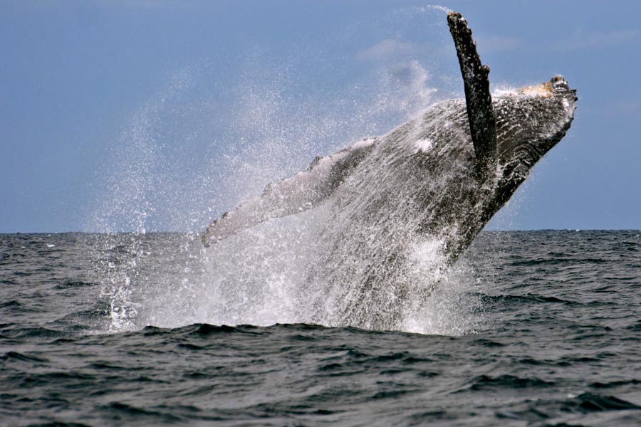 Avvistare le balene a Tadoussac