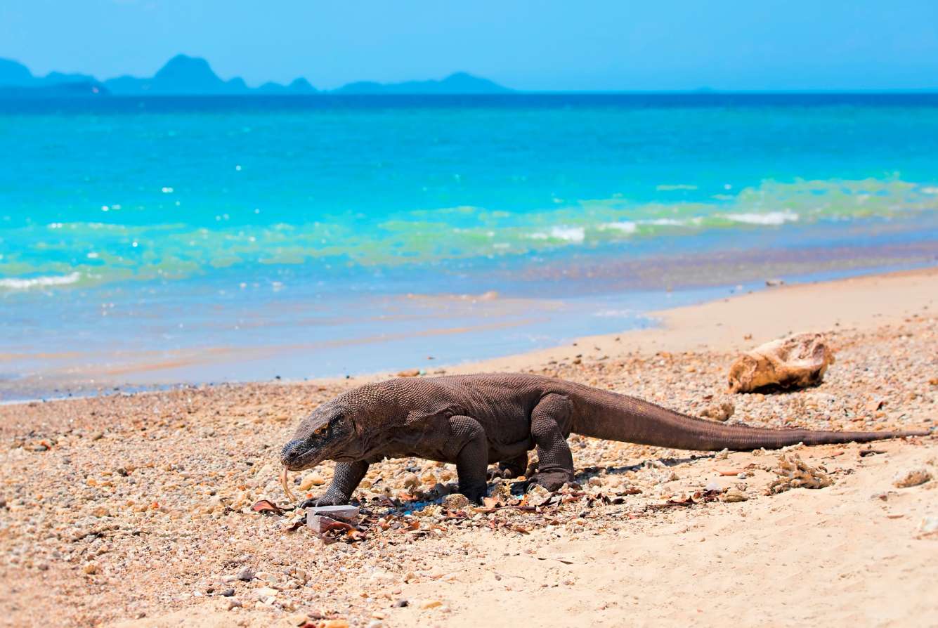 Draghi di Komodo Draghi di Komodo