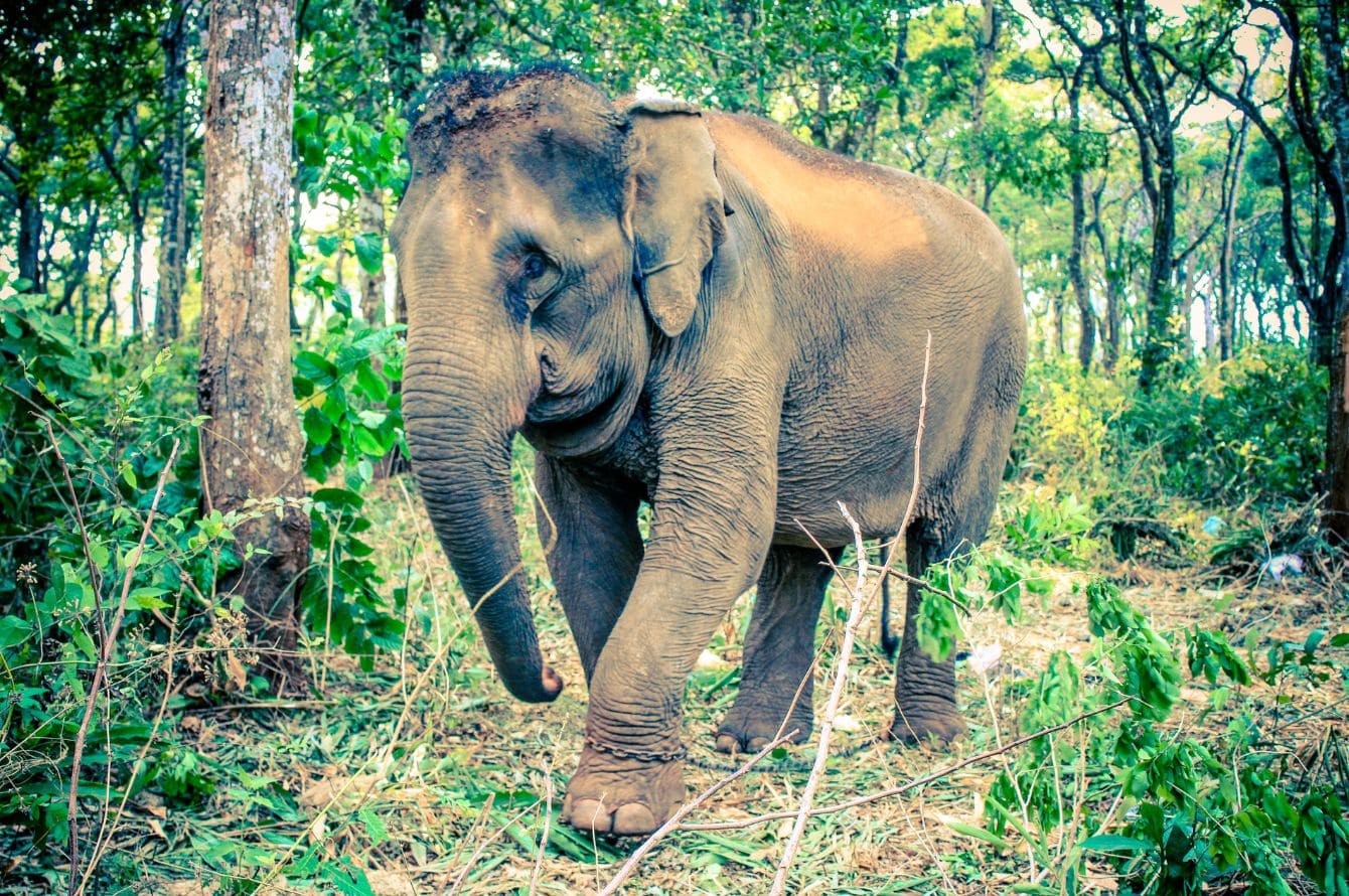 malesia elefante