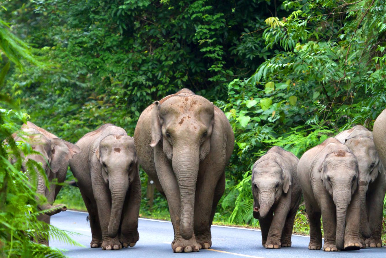 ELEPHANT ORTPHANAGE ELEPHANT ORTPHANAGE